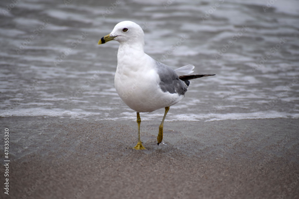 Fototapeta premium Sea Gull Portrait