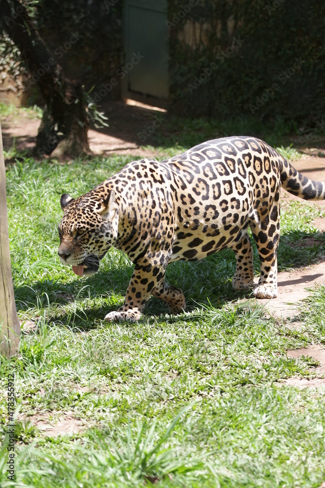 Obraz premium A onça-pintada ou jaguar, também conhecida como onça-preta, é uma espécie de mamífero carnívoro da família dos felídeos encontrada nas Américas. 
