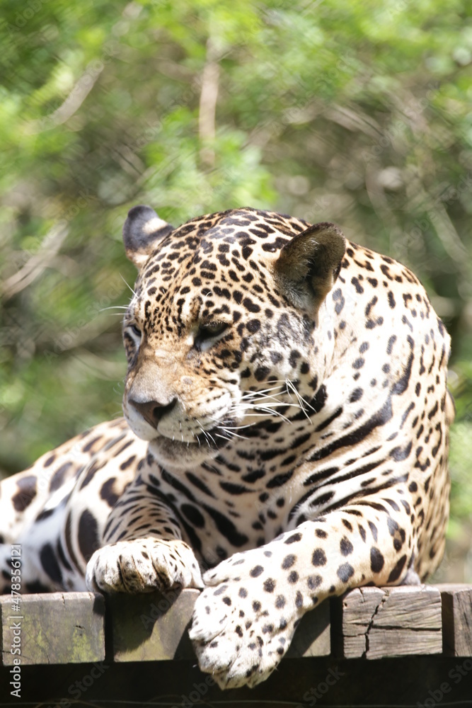 A onça-pintada ou jaguar, também conhecida como onça-preta, é uma espécie de mamífero carnívoro da família dos felídeos encontrada nas Américas. A onça-pintada ou jaguar, também conhecida como onça-preta, é uma espécie de mamífero carnívoro da família dos felídeos encontrada nas Américas.