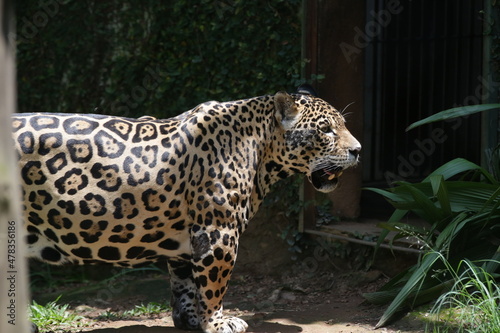 A onça-pintada ou jaguar, também conhecida como onça-preta, é uma espécie de mamífero carnívoro da família dos felídeos encontrada nas Américas.  © Luis Lima Jr