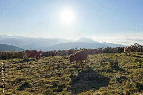 Les vaches sauvages du Pays Basque, les betizu © Flo Bidarteko