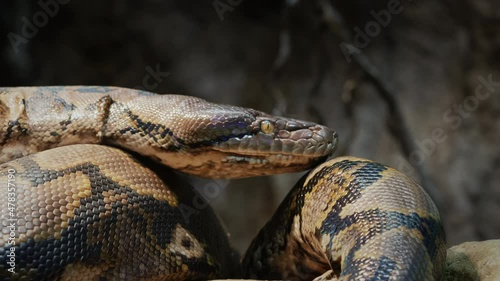 Big reticulated python crawling along the branches of a tree. 4k video photo