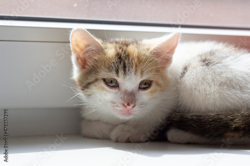 A domestic cat of a multicolored color lies on the windowsill. Copyspace. © Евгения Надежина