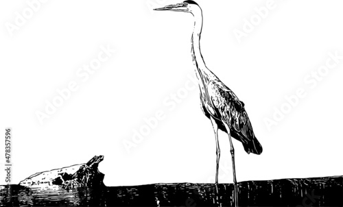 Obraz na plátne Fishing gray heron