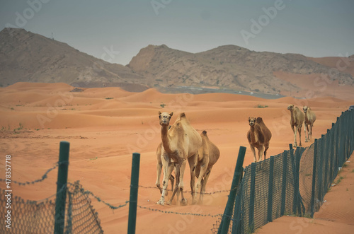 Foto Wild camels and sand desert