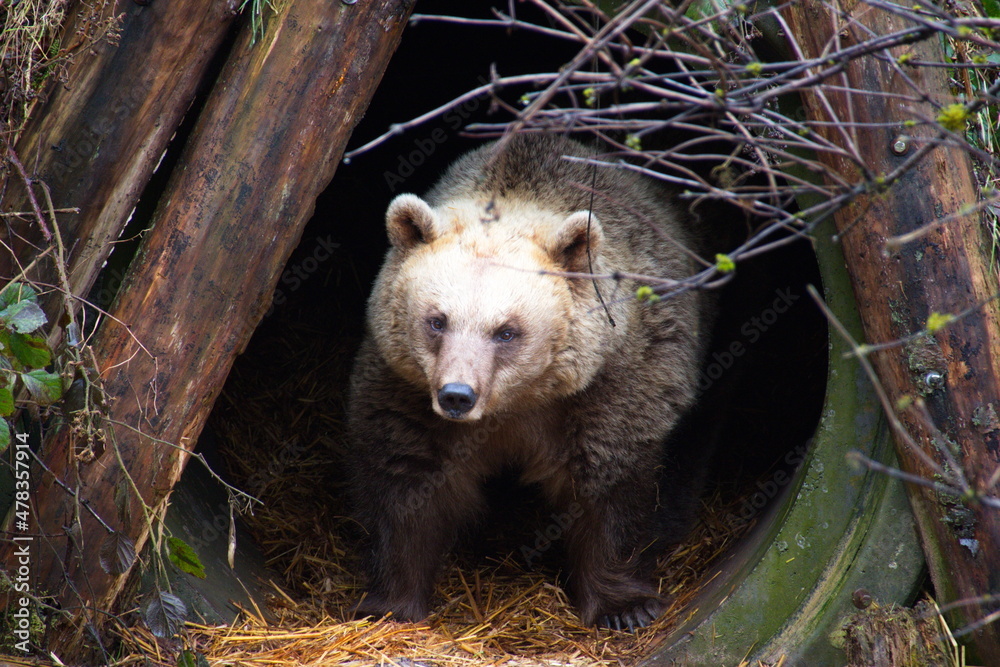 Fototapeta premium Wildtiere im alternativen Bärenpark