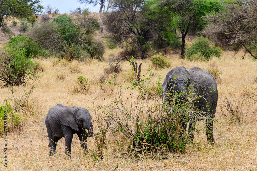 Mother and child of African elephant (Loxodonta) at the Tarangire national park, Tanzania. Wildlife photo