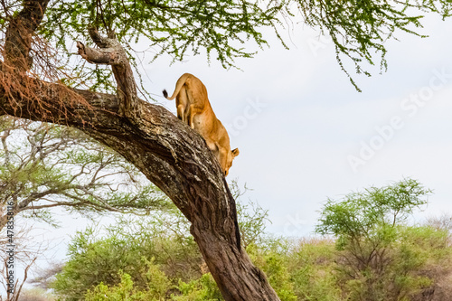 Young lioness climb down from the tree at Tarangire national park, Tanzania. Wildlife photo