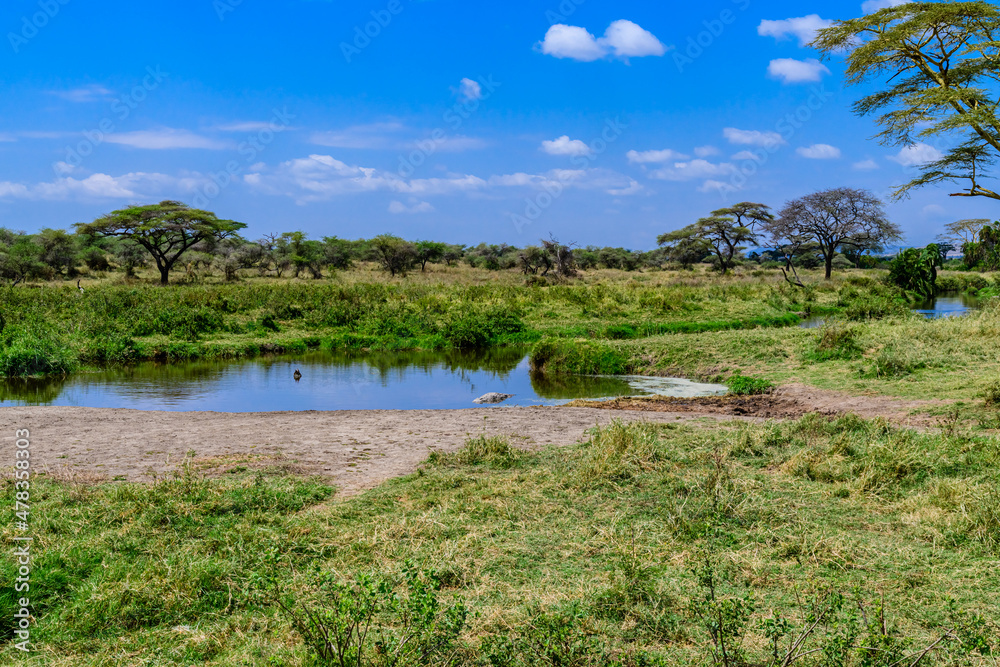 View of river at Serengeti national park, Tanzania. Nile crocodile resting near the riverbank
