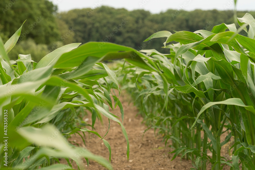 Corn field with grass and trees, neatly arranged ows of corn plants Corn field with grass and trees, neatly arranged ows of corn plants