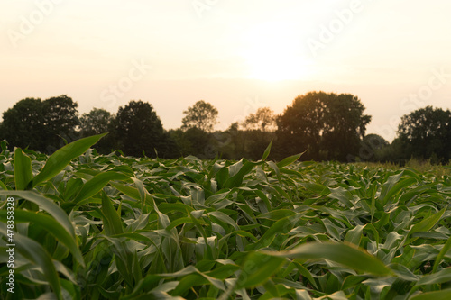 Corn field with grass and trees, neatly arranged ows of corn plants