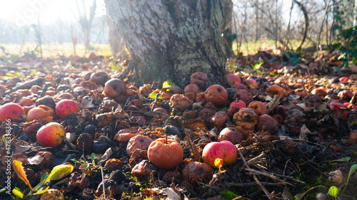 Apple orchard and many fallen rotting fruit under tree on garden ground in autumn fall.