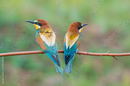 two Golden bee eaters sit on a branch on a green background and feed each other