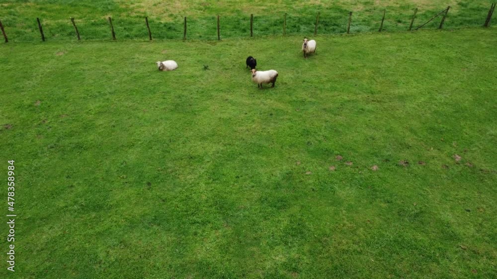 flocks oh sheeps flocks oh sheeps