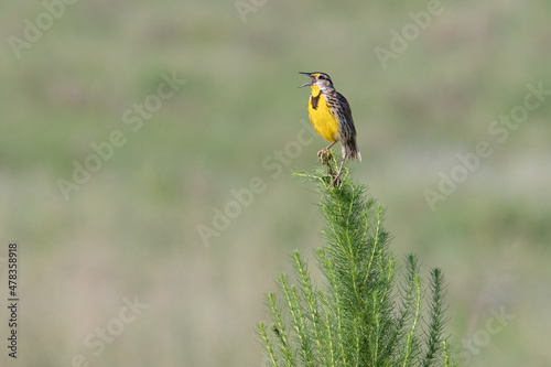 An Eastern meadowlark sings out in the early morning in a farmer's field along 7-mile road in Clermont, Florida.