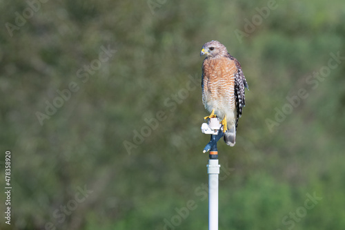 A Red-shouldered hawk of the Florida 