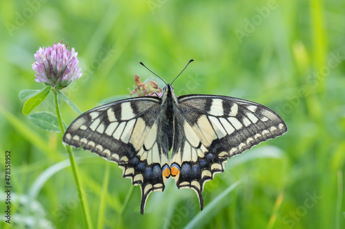 Old world swallowtail butterfly (Papilio machaon) with pink clover blossom.
