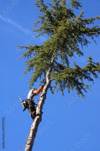 Élagueur suspendu à des cordes, élagage d'un arbre à l'aide d'une tronçonneuse pour couper les branches. L'homme adulte porte un équipement de sécurité complet.  photo