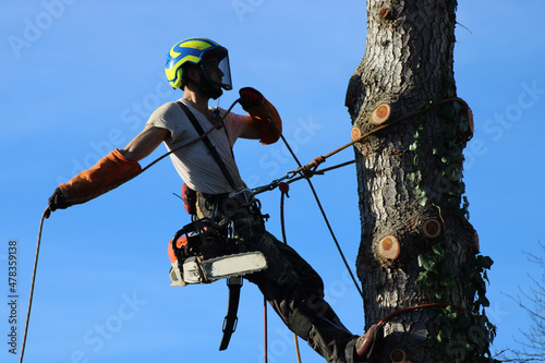 Élagueur suspendu à des cordes, élagage d'un arbre à l'aide d'une tronçonneuse pour couper les branches. L'homme adulte porte un équipement de sécurité complet.  photo