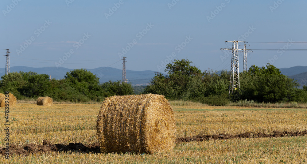 Wheat harvesting. Round bales of straw in the field. Agriculture in mountainous areas.