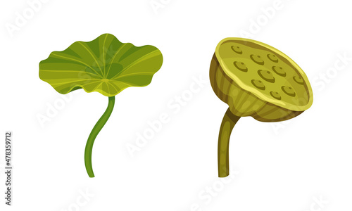 Green Water Lily Floating Pad as Tropical Plant Vector Set