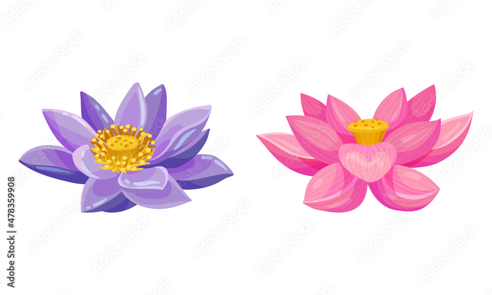 Fototapeta premium Water Lily Flower as Tropical Aquatic Herb Vector Set