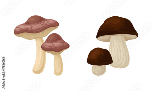 Forest Mushroom or Toadstool with Stem and Cap Isolated on White Background Vector Set