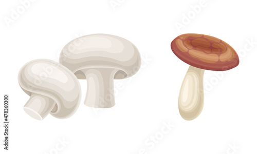 Forest Mushroom or Toadstool with Stem and Cap Isolated on White Background Vector Set