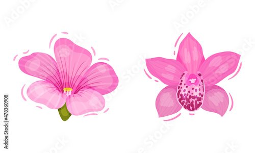 Bright Pink Tropical Flower with Cypripedium or Orchid Vector Set