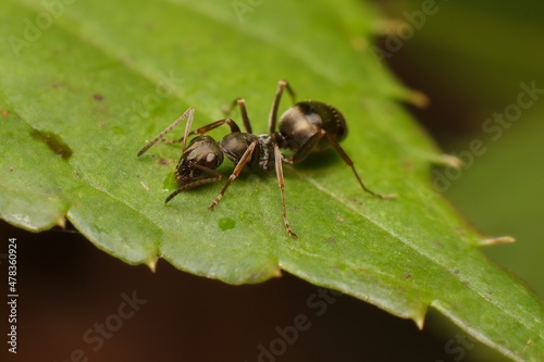 Ant Formica fusca on a leaf