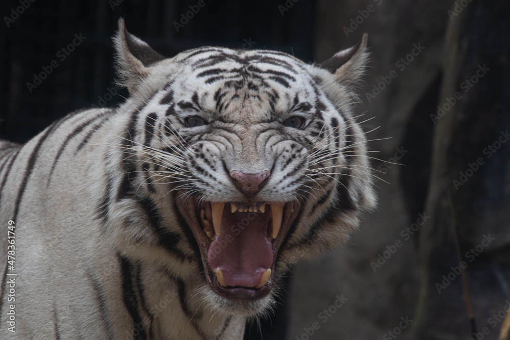 portrait of a funny tiger, sleepy tiger is yawning