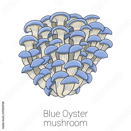 Blue Oyster Medical Mushroom Colorful Vector Illustration