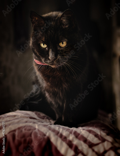 gato negro en la ventana photo