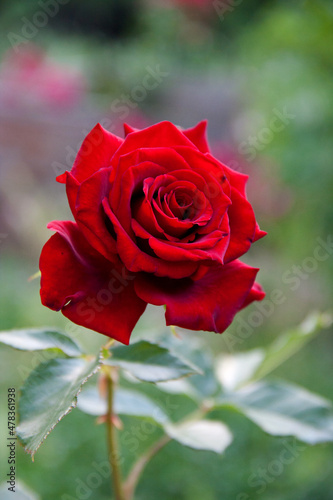 Classic blooming red rose in the garden. Closeup