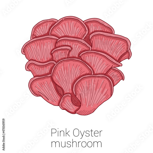 Pink Oyster Medical Mushroom Colorful Vector Illustration