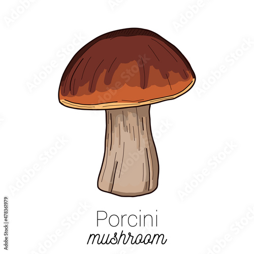 Porcini Mushroom Colorful Vector Hand Drawn Illustration
