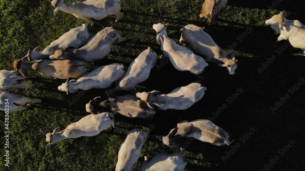 vista aérea con dron de un grupo de ganado 