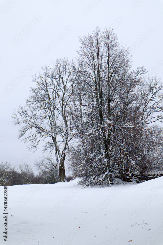 snow covered trees in the snowy frozen winter park snow covered trees in the snowy frozen winter park