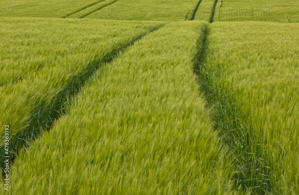 Wiesen Jagd Natur Landschaft Landwirtschaft nachhaltig Biosphäre Frühling Sommer grün grüne Wiesen