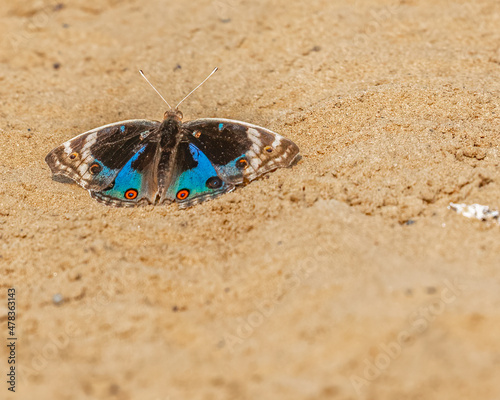 Junonia Orithya Butterfly sitting on ground