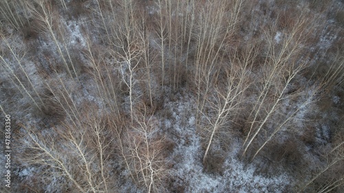 Forest view from top