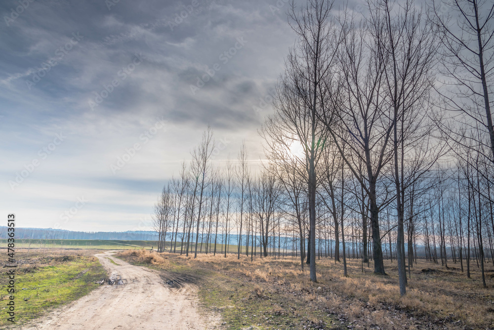 Forest  road through trees , scenic nature autumn landscape panorama view