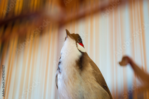 Red-whiskered Bulbul in bamboo cage,Bird in The cage photo