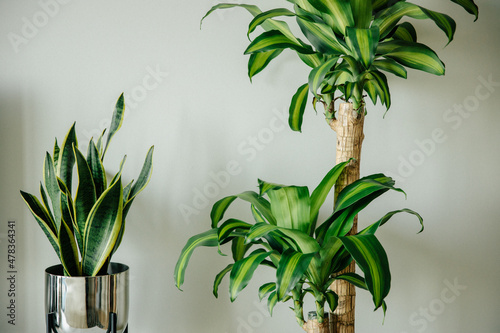Decorative plants sansevieria trifasciata in a mirror pot and dracaena scented on a white table in the interior, snake plant, striped leaves. Interior elements.The concept of decor photo