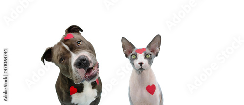 Dog and cat  love celebrating valentine's day with heart shape stickers. Isolated on white background. photo