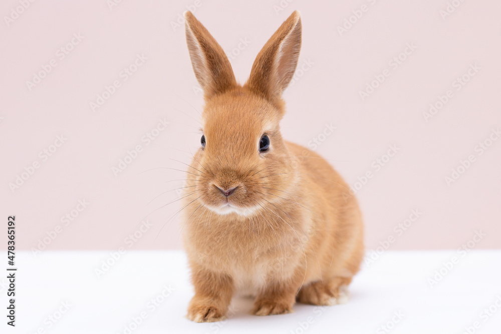 Red bunny rabbit portrait on background Red bunny rabbit portrait on background