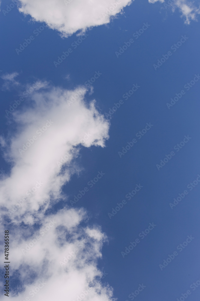 The tops of green large trees against the blue sky The tops of green large trees against the blue sky