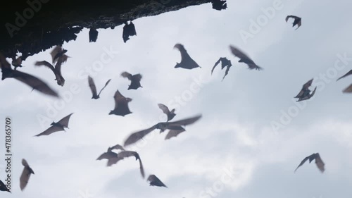 A large flock of bats flies and hangs on a dark rock, against a blue sky with clouds. Bats fly in slow motion during the daytime in the shadow of cave. Interesting shots with the life of wild animals.