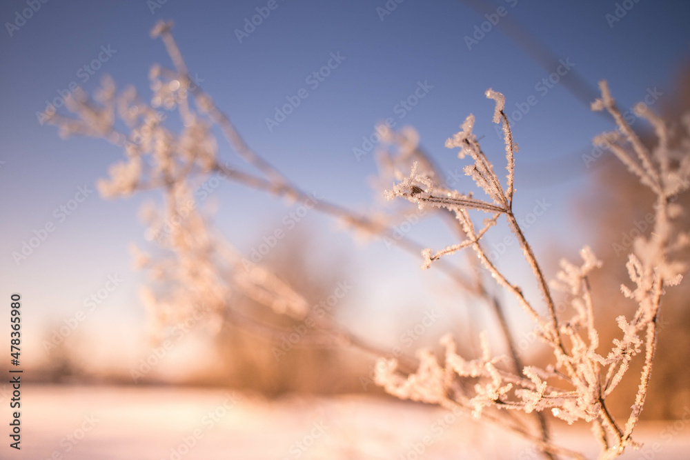 Obraz premium sunset in the winter