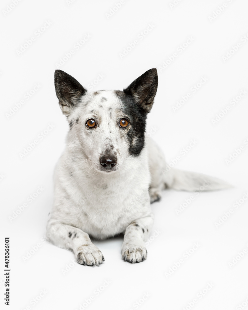 Portrait of a cute small black and white dog lying on a white background. Portrait of a cute small black and white dog lying on a white background.
